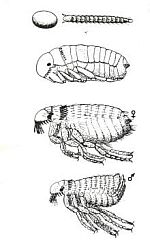 De verschillende stadia in de cyclus van de vlo: Ei, larve, pop en een volwassen vrouwtjes en mannetjes vlo