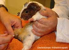 Een cavia wordt verdoofd