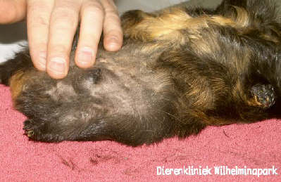 Een cavia met een melkkliertumor