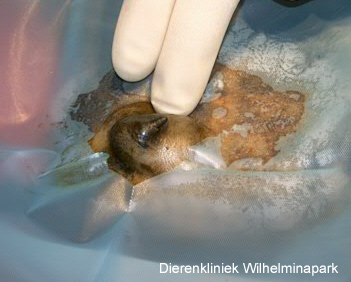 Duidelijk is de tumor in de melkklier te zien.