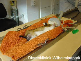 De cavia wordt op de verwarmde operatietafel uitgebonden