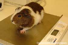 Een cavia wordt voor de operatie gewogen