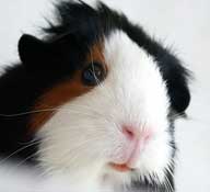 Een cavia