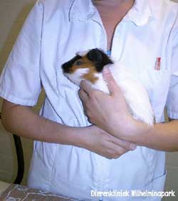 Onze assistente Marloes met een cavia