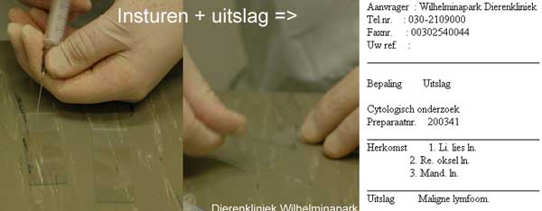 De objectglaasjes met het materiaal wordt ingestuurd voor een diagnose: maligne lymfoom.