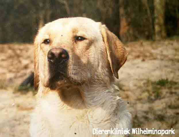 De labrador Polo. De oude studentenhuishond van dierenarts E.J. de Boer