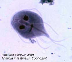 Diarree bij de hond door Giardia