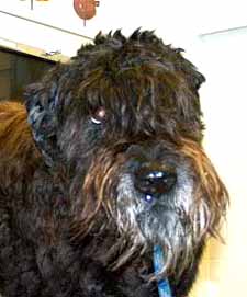 Mable een 15 jaar oude bouvier. Dierenkliniek Wilhelminapark in Utrecht
