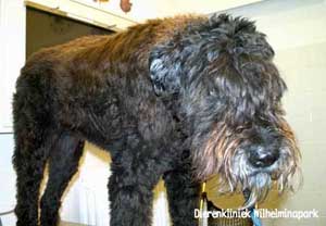 Mable een 15 jaar oude bouvier. Dierenkliniek Wilhelminapark in Utrecht