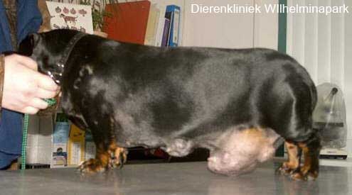 melkkliertumoren.