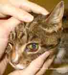 Uveitis bij een kat tengevolge van FeLV