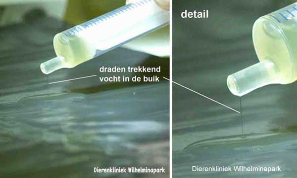 dradentrekkend buikvocht = ascites bij een kat die verdacht is van FIP