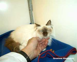 Kat FIP: Feline Infectieuze Peritonitis een virusziekte bij de kat: fip katten zien op steeds jongere leeftijd in dierenartsen
