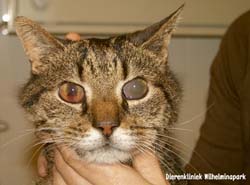 Een kat met uveitis tgv FIP