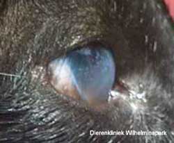 Uveitis bij een kat tengevolge van FIV