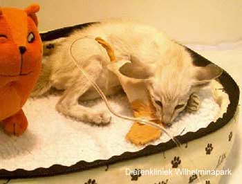 Een kitten aan het infuus