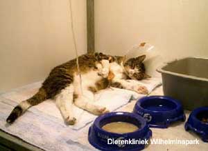 Een kat aan het infuus