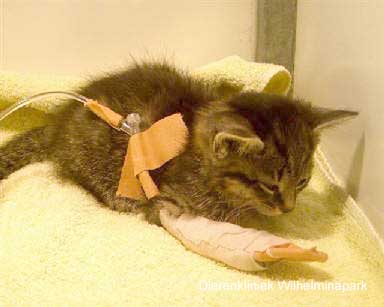 Een kitten aan het infuus