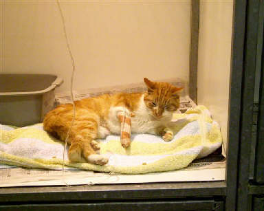 Een kater aan het infuus, deze had een blaasverstopping