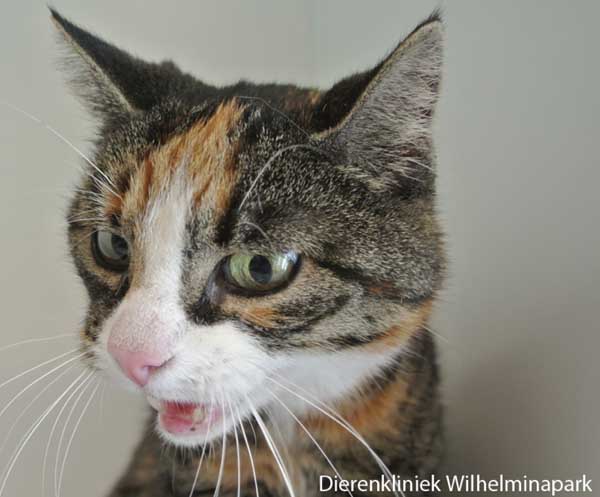 Een senior kat