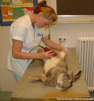 castratie konijn: het KONIJN wordt geschoren