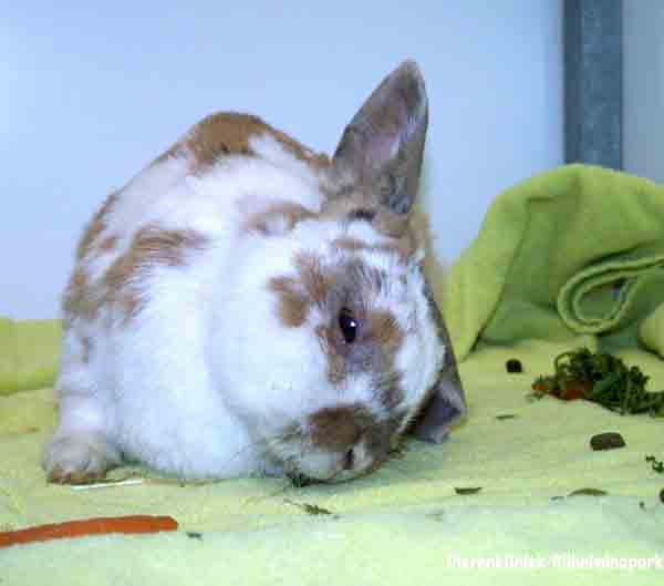 Torticollis Symptoms In Rabbits