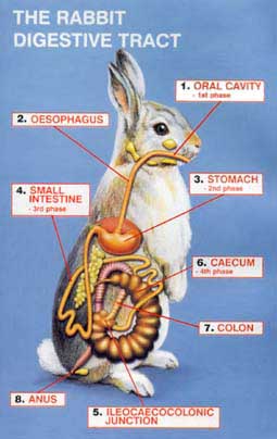 Maag-darmkanaal van het konijn