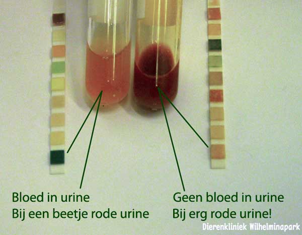 Bij rode urine moet er door middel van een bloedonderzoek bepaald worden of er wel of niet bloed in de urine zit Dierenkliniek Wilhelminapark Utrecht.