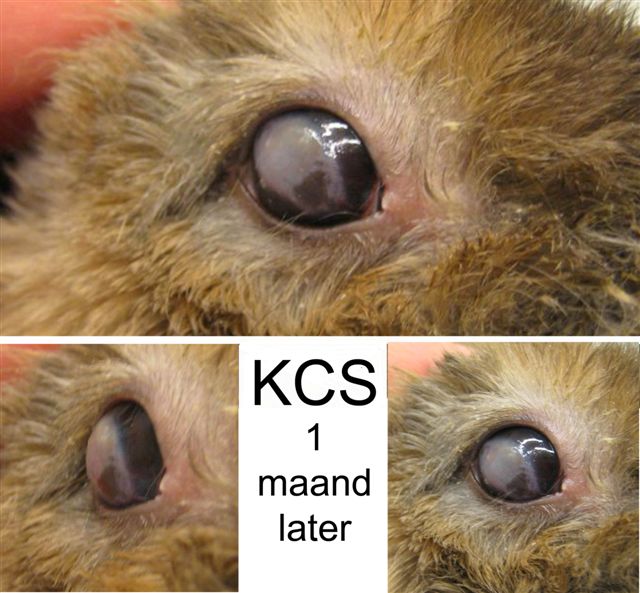Een konijn met een droog oog 1 maand na het begin van de behandeling, Dierenkliniek Wilhelminapark, Utrecht