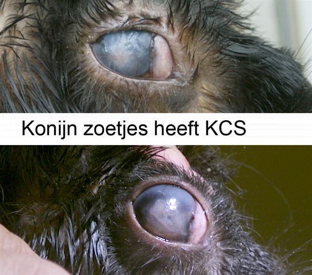 Droge ogen bij een konijn, Dierenkliniek Wilhelminapark, Utrecht