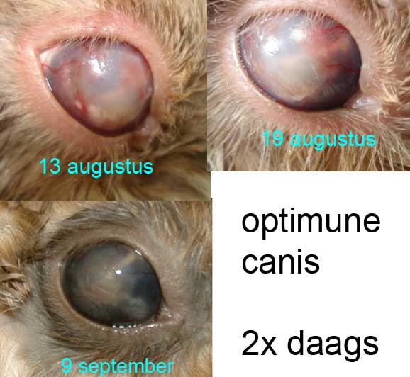 Een konijn met kcs die behandeld wordt met optimmune canis, Dierenkliniek Wilhelminapark, Utrecht