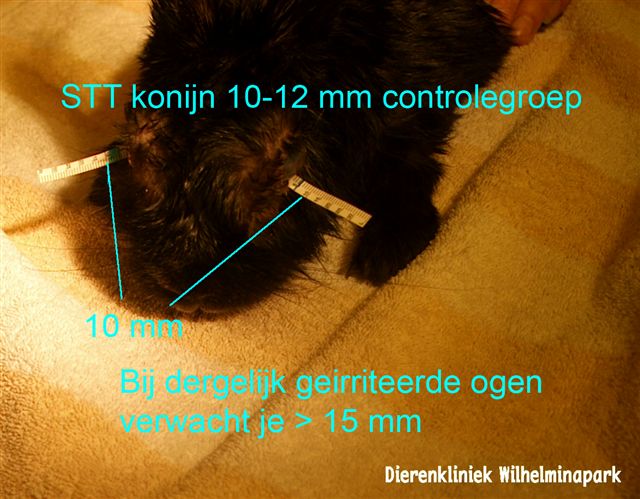 Door een schirmer tear teast is te meten of een konijn een droog oog heeft, Dierenkliniek Wilhelminapark, Utrecht