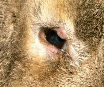 Een konijn met myxomatose, de oogleden zijn gezwollen.