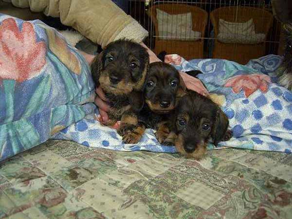 Puppies van 3 weken oud