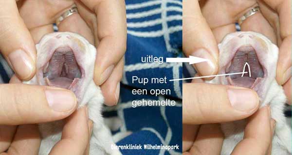 pup met een open gehemelte