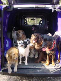 De honden die uitgelaten worden in het Panbos worden opgehaald met de auto