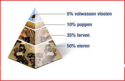 Pyramide waaruit blijkt dat eitjes en larven het grootste deel van de vlooiencyclus vormen