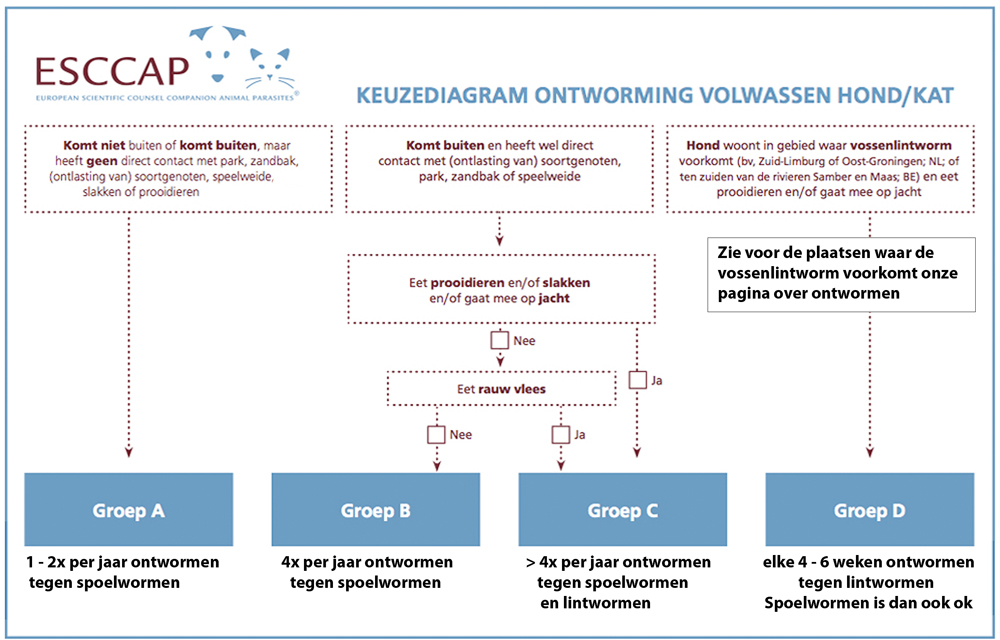 Hoe vaak je kat ontwormen