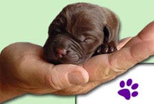 Stichting meldpunt moederloze pups