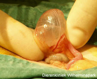 Een cysteus ovaraiurm (= eierstok) bij een cavia.