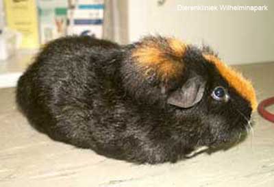 een cavia op de tafel bij een dierenarts