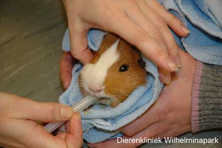 Het dwangvoeren van een cavia