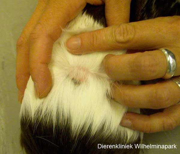 Ringworm bij een cavia