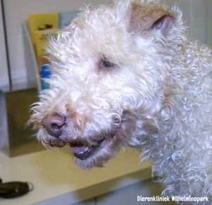 Een hond met atopie heeft vaak jeuk aan de snuit. Foto Dierenkliniek Wilhelminapark utrecht