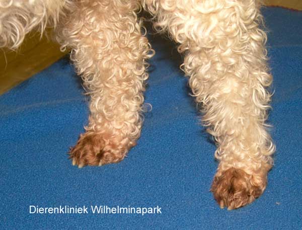 Atopie hond of atopische dermatitis de hond