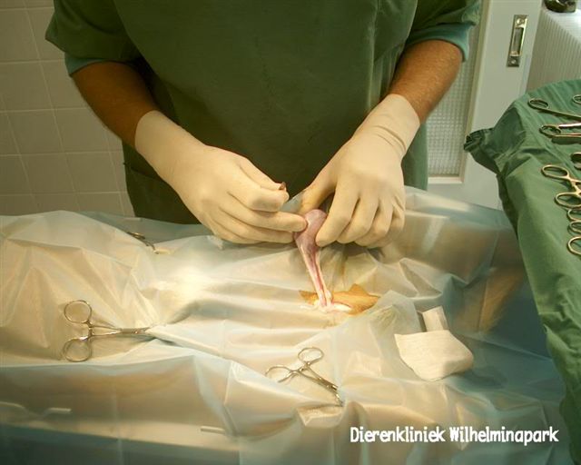 hond castreren: De bal zit in de tunica vaginalis