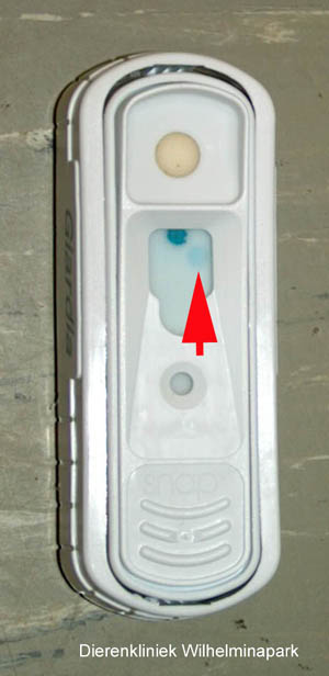 Positieve Giardia snaptest van Idexx, een snelle en betrouwbare manier om Giardia aan te tonen