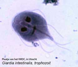 Giardia kat wassen - Giardia kat wassen