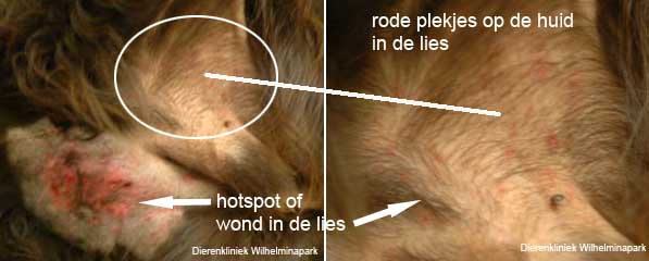 Een hond die langs de Kromme Rijn in de buurt van Utrecht gewandeld heeft kreeg flinke uitslag en erge last van de huid