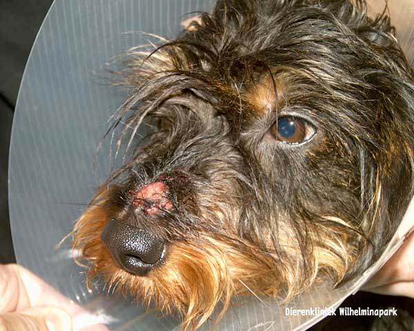 Een hond die bij Rhijnauwen in de buurt van Utrecht gewandeld heeft heeft trombiculosis gekregen, door de kraag voorkomen we dat er aan de wonden gekrabt wordt